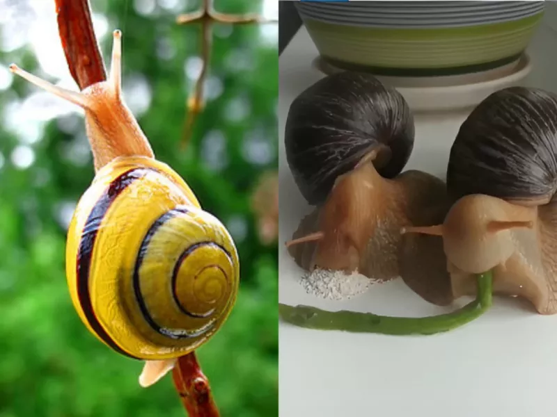 تا حالا غذا خوردن حلزون از نزدیک دیده بودید ؟ (+ویدئو)