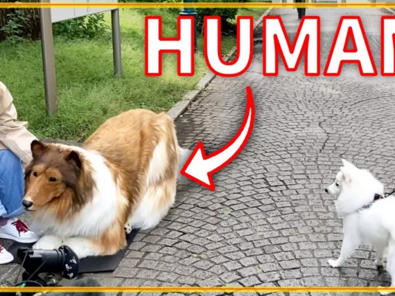 (ویدئو) مرد ژاپنی به سگ تبدیل شد /  واکنش خانواده چه بود ؟!