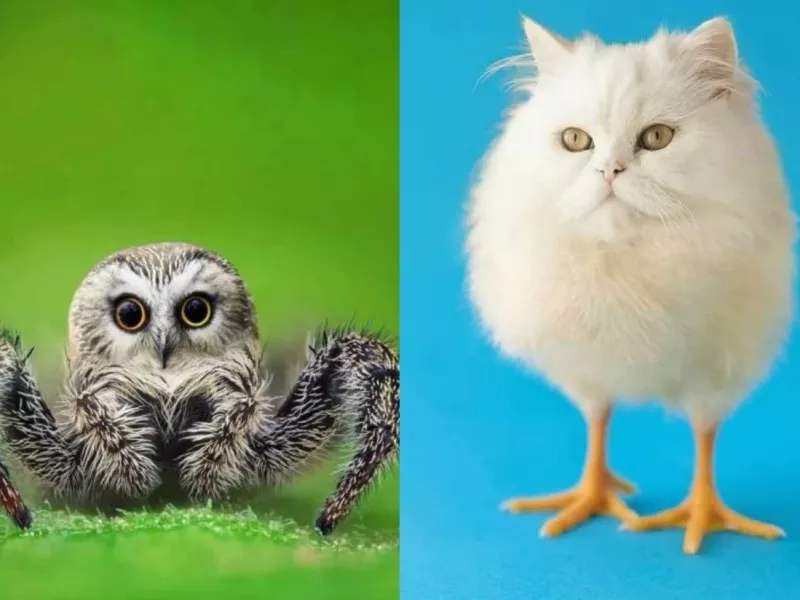 وقتی حیوانات و حشرات با هم ترکیب می شوند ( + 16 عکس)