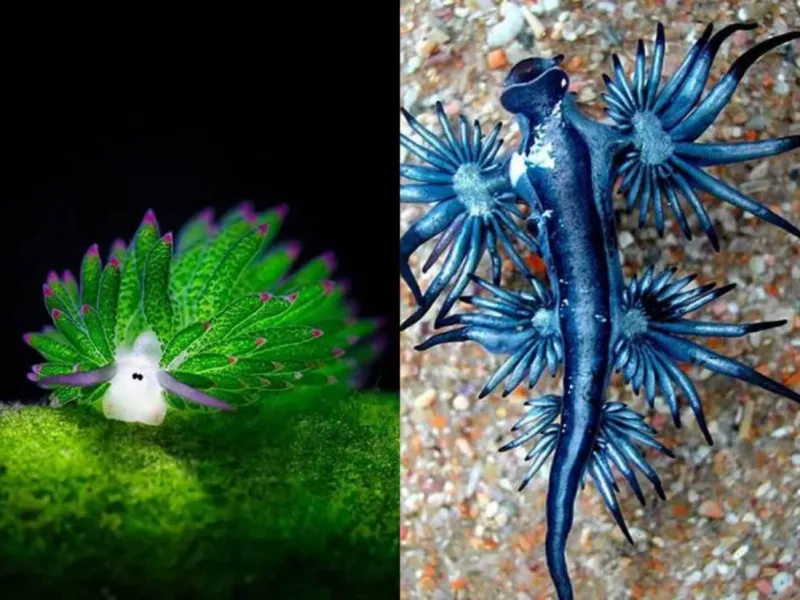 موجودات فضایی ساکن زیر آب که باور نمی کنید وجود داشته باشند !!