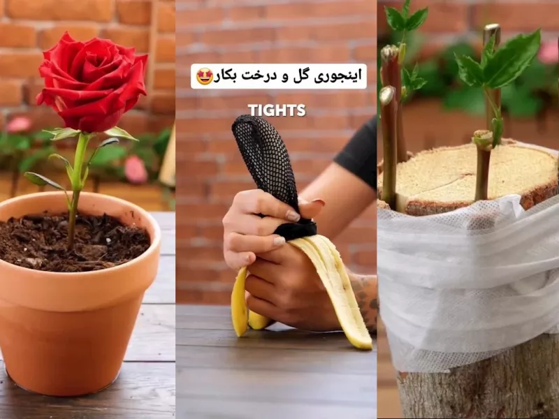 اینجوری راحت و بی هزینه تو خونه گل و درخت بکار !