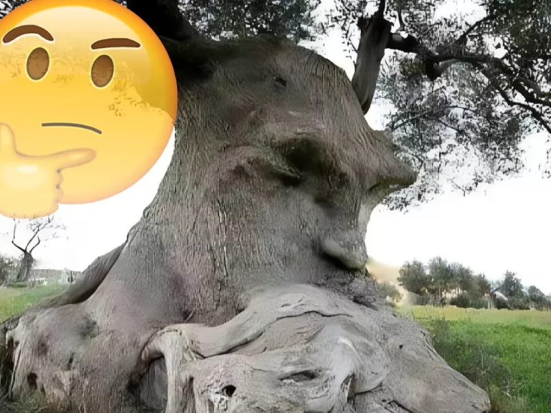 به درختی که داره فکر میکنه چی میگن ؟!