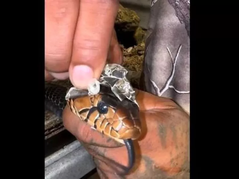 لحظه نادر و خارق العاده پوست اندازی یک مار در دستان انسان