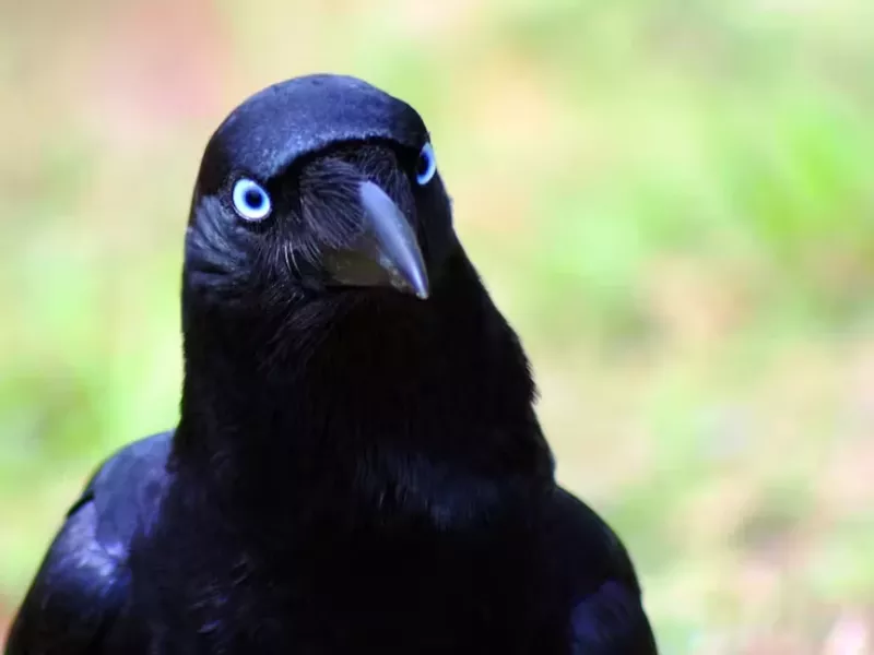 ویدئوی وایرال شده از حرف زدن کلاغ به زبان فارسی