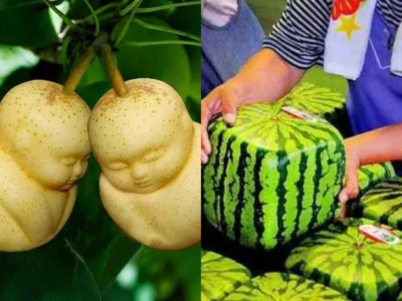 تولید میوه های عجیب و متفاوت در ژاپن (+ویدئو)