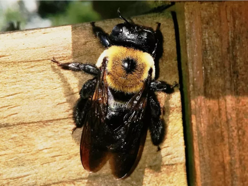 زنبور نجار از نزدیک دیده اید؟!