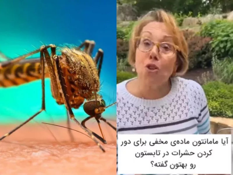 ساده ترین و ارزانترین راه دفع حشرات از منزل (+ویدئو)