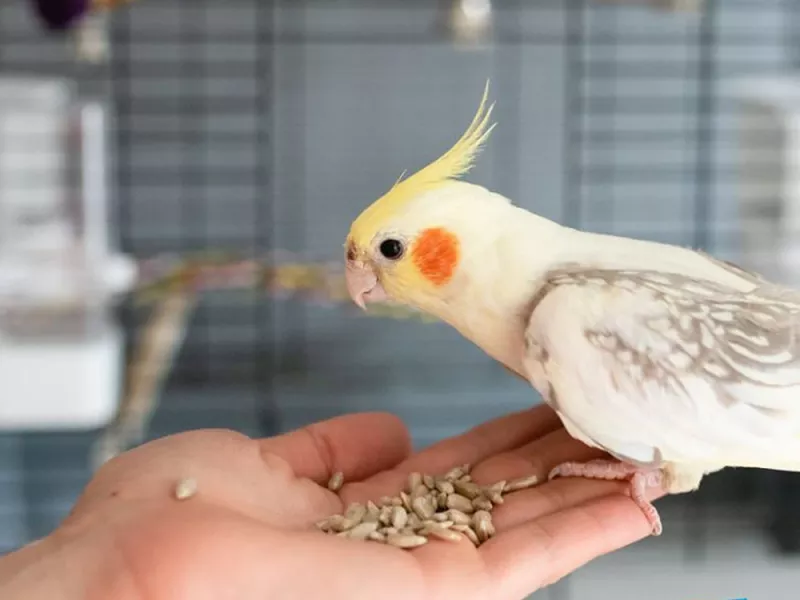 دانلود گیف های عروس هلندی بانمک و جذاب