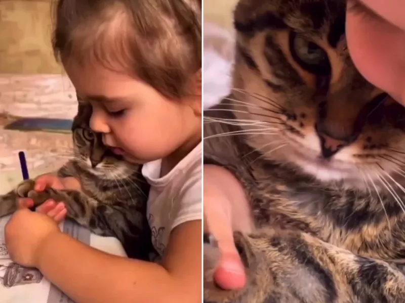 نقاشی یاد دادن به گربه به سبک این خانم کوچولو!