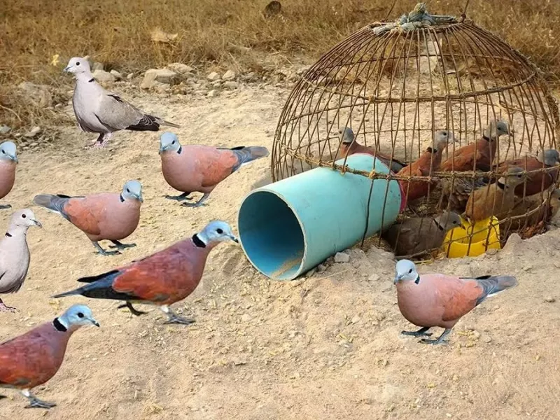 با لوله و قفس یک جوان سنگاپوری تله ساخته و پرنده ها را به دام انداخت !