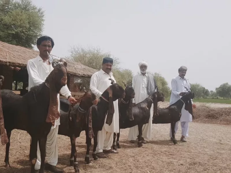 گرانترین بز دنیا ؛ این آقا مالک گرانترین بزهای دنیا است