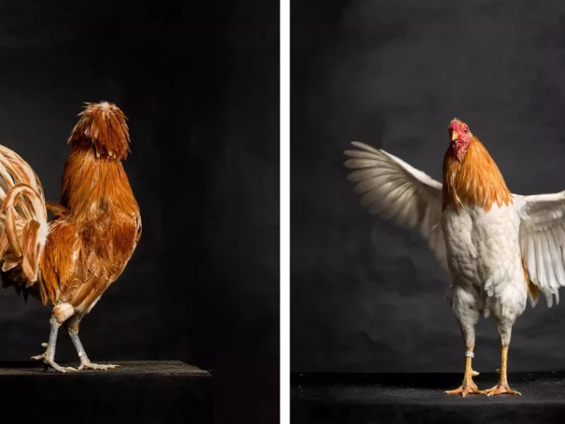 پرتره دلربا و زیبا از مرغ و خروس ها با ژست های با نمک !