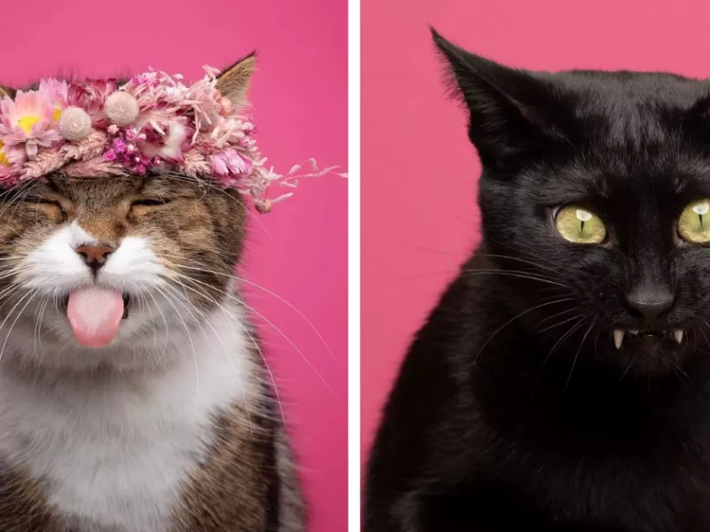 بامزه تر از عکاسی از گربه های خانگی مگه وجود داره که دل هر ببننده ای رو میبره !