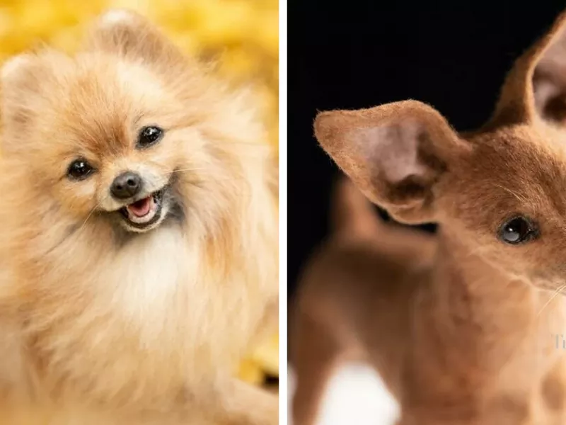 تصاویر شگفت انگیزترین مجسمه های حیوانات از نمد !