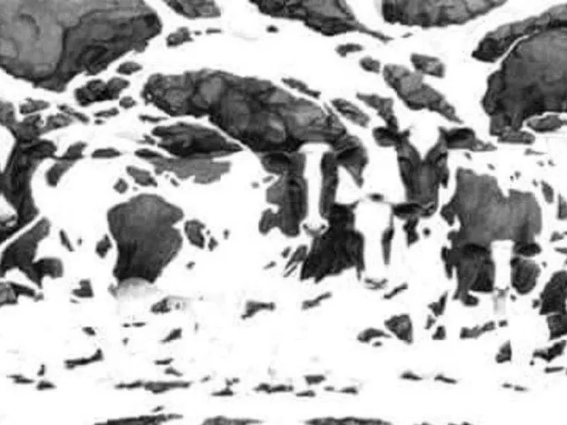 تست ضریب هوشی توهم نوری: در عرض 5 ثانیه چند گاو در این تصویر پیدا می کنید؟