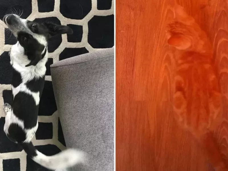 با نگاه کردن به این تصاویر یک موجود زنده در آن پنهان شده است / تصاویر تصادفی از اطرافمان