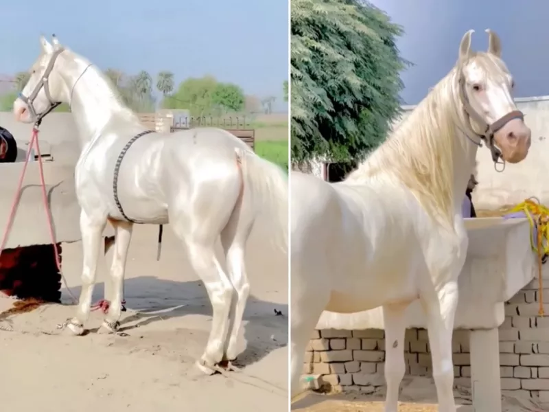 میدونی چجوری اسب ها رو براق میکنند؟