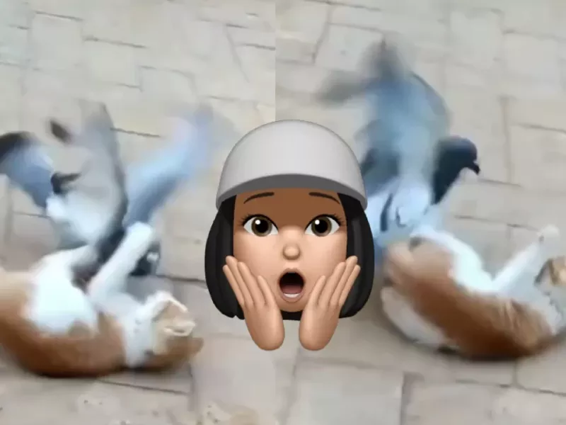 فیلم جنجالی لو رفته از کشتی گرفتن گربه شهرستانی با کبوتر آبادانی!