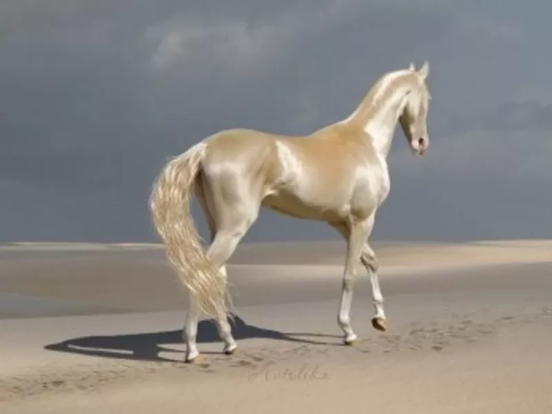 اسب ها نماد قدرت بدنی بی حد و حصر و آزادی بی حد و حصر هستند. آنها شاید...