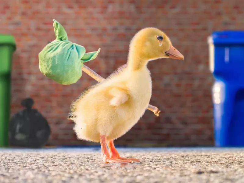 کلیپ جوجه اردک فراری با بازدید میلیونی در فضای مجازی غوغا کرد!