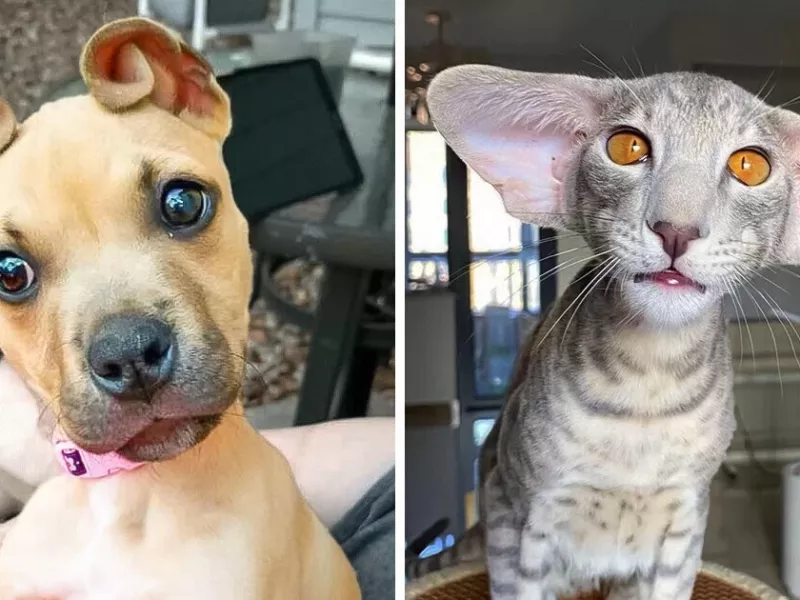 لحظاتی که حیوانات به ما یادآوری می کنند که زندگی برای جدی بودن خیلی کوتاه است!