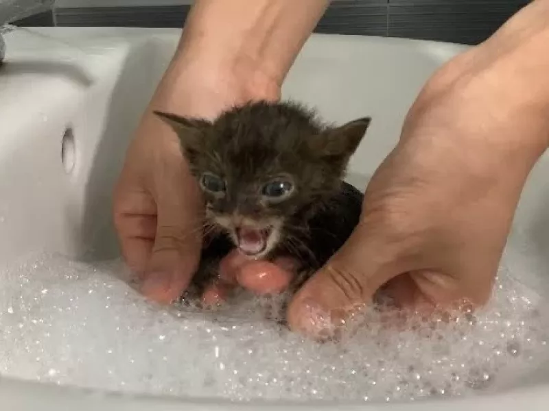 کلیپ بامزه از اولین باری که یک بچه گربه حمام میکند!