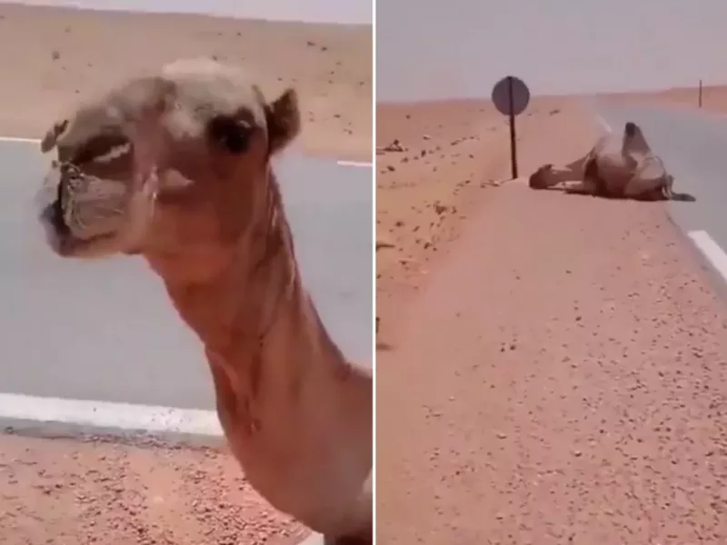 مهربانی این راننده به شتری تشنه جهانی شد!