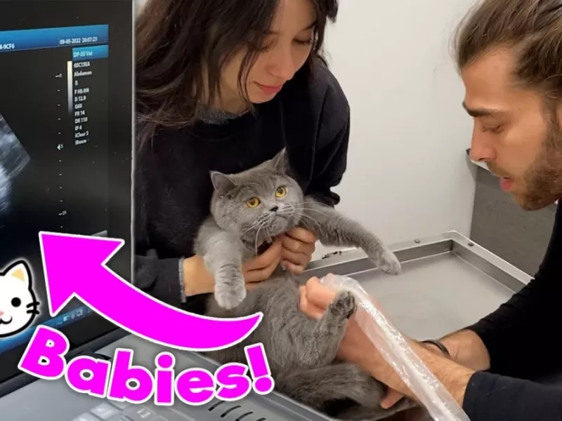 مامان گربه بچه گربه های زیادی دارد / سونوگرافی مامان گربه رو ببینید!