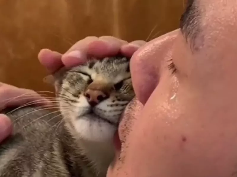 گربه ولگردی که توسط انسان ها نجات یافته است همیشه احساساتی رفتار میکند!