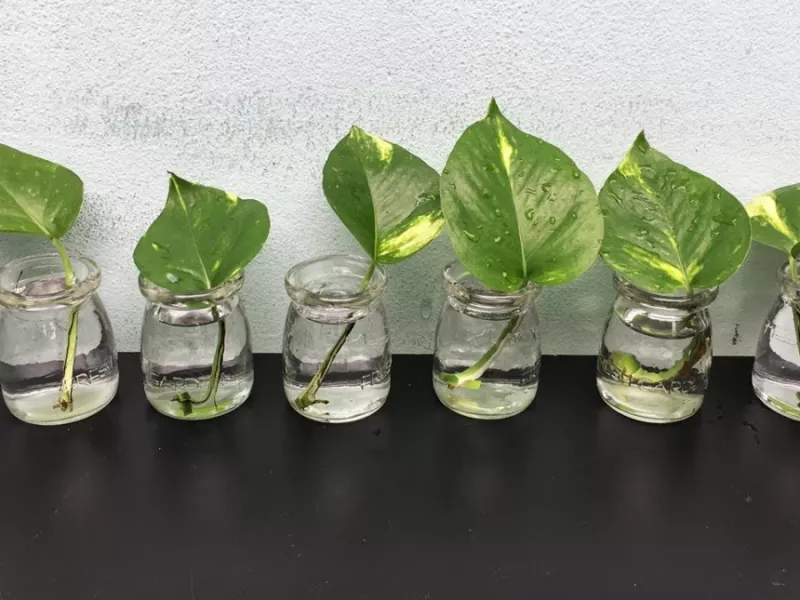 2 راه برای پرورش گیاه پتوس از تک برگ / چگونه گیاه پتوس را به راحتی در آب رشد دهیم!