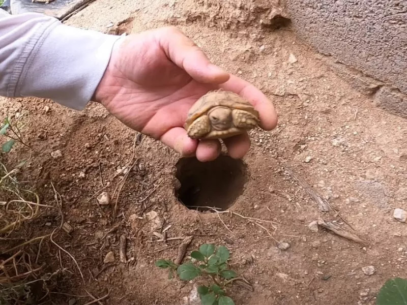 بچه لاک پشت هایی که از زمین بیرون می آیند!