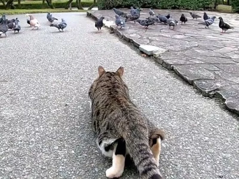 کمین گربه برای گرفتن کبوتر ها / شکار نافرجام گربه !