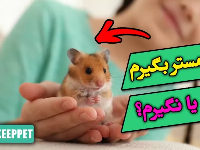 آیا همستر حیوون خونگی مناسبیه؟!