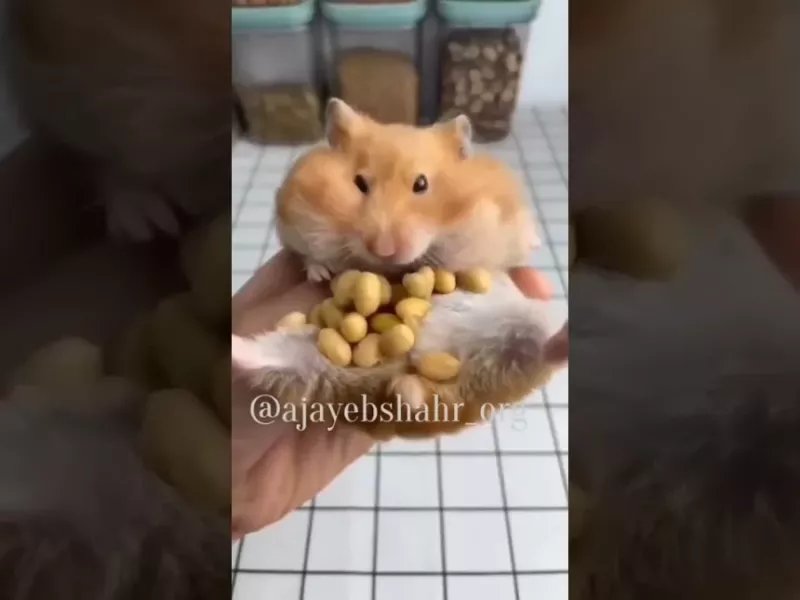 همه چیز درباره ی همستر ها / حیوان های خانگی دوست داشتنی !