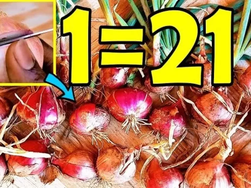 دیگر هرگز پیاز نخرید / نحوه رشد پیازهای زیادی از ته پیاز در خانه !