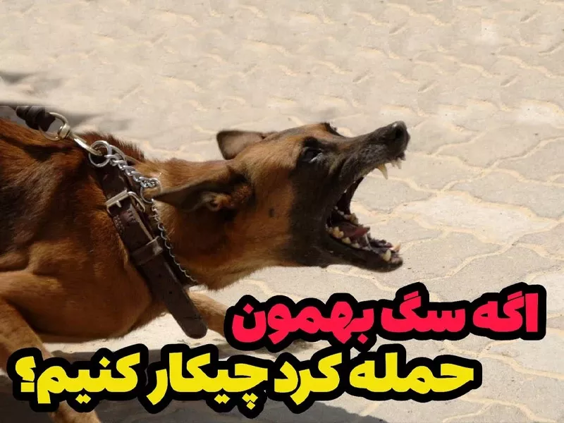 اگه سگ بهمون حمله کرد چیکار کنیم؟!