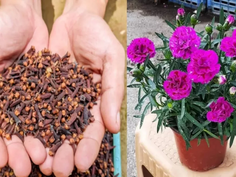 دارو گیاهی میخک رو بکاریم گل میخک سبز میشه؟!