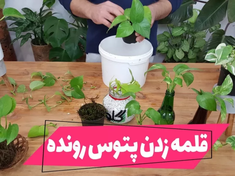قلمه زدن پتوس رونده / انتخاب بهترین بستر کشت برای قلمه زدن پتوس!
