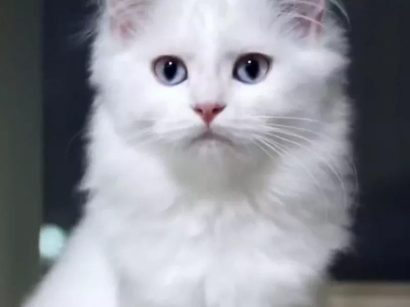 اگر حتی فقط یکبار گربه بهت خیره شده این ویدیو رو حتما ببین !