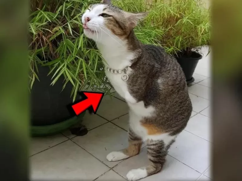 زنی یک بچه گربه معلول را از یک پناهگاه به سرپرستی پذیرفت و او را به صورت گربه ای زیبا بزرگ کرد!