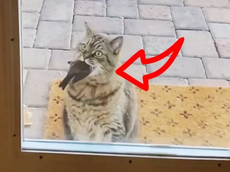 گربه با یک جوجه پرنده در دهانش به خانه می آید و اتفاقی که بعدا می افتد غیر قابل باور است!